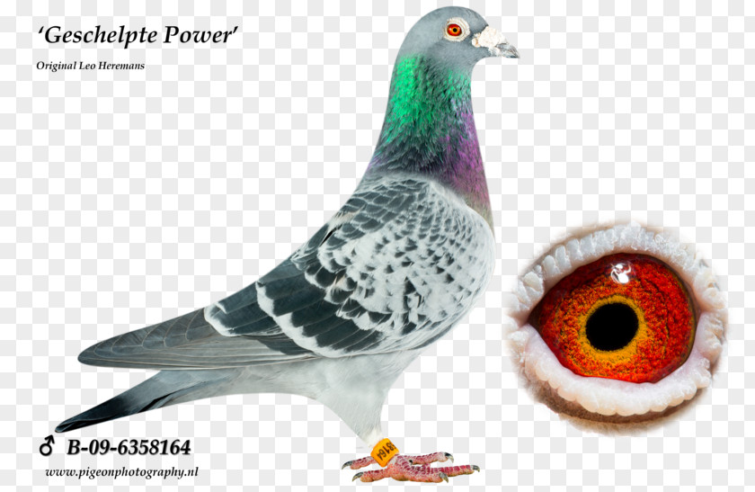 Racing Pigeon Columbidae Rock Dove Tippler JEDDS Bird Supplies PNG