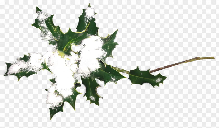 Twig Ivy Christmas Holly Ilex PNG