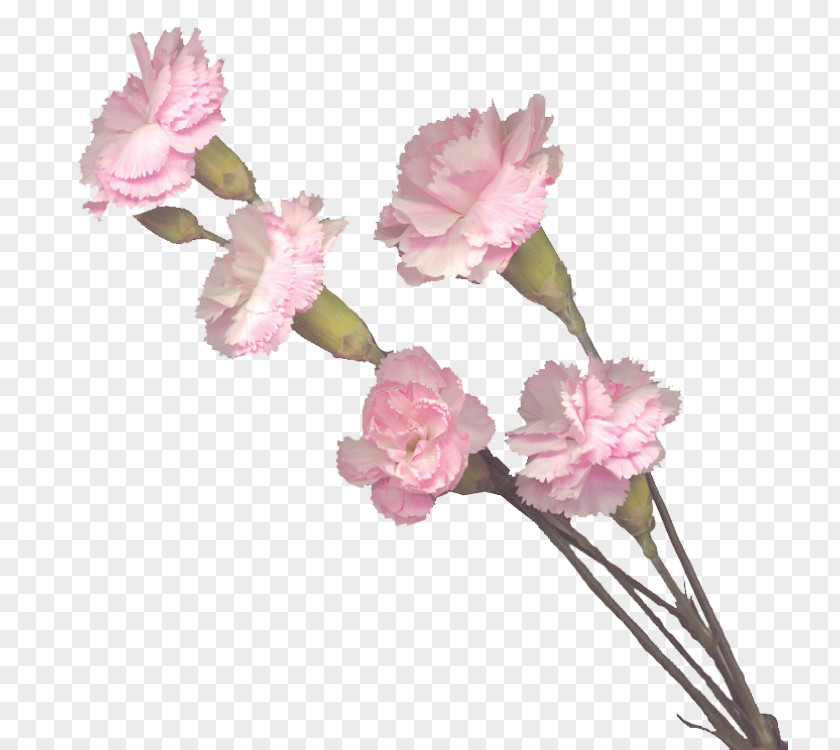 Flower Carnation Cut Flowers Pink PNG