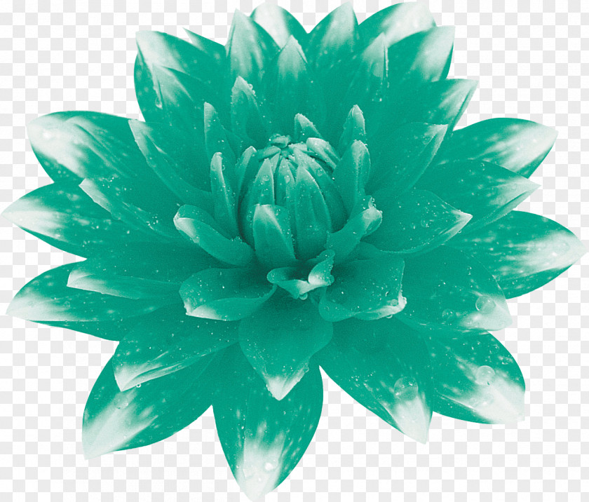 Flower Floral Design Petal Turquoise Art PNG
