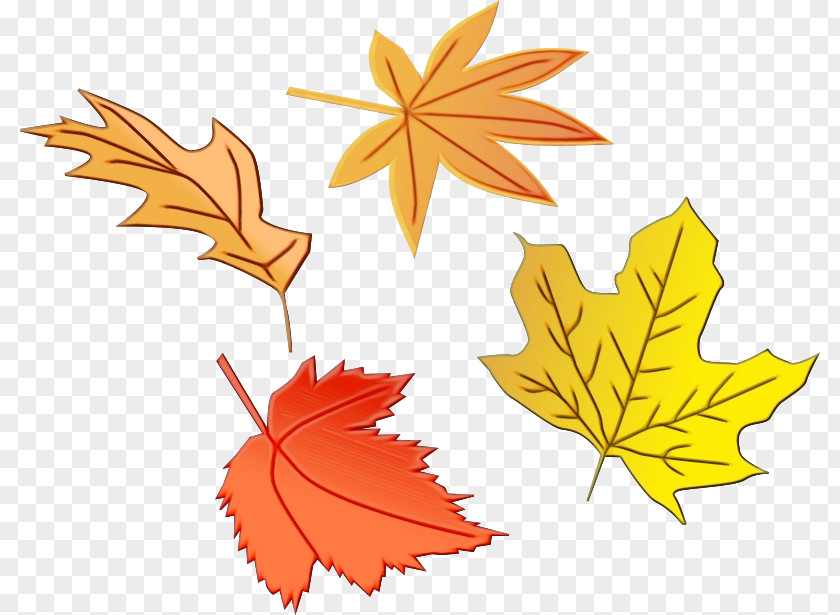 Flower Silver Maple Autumn Leaf Drawing PNG