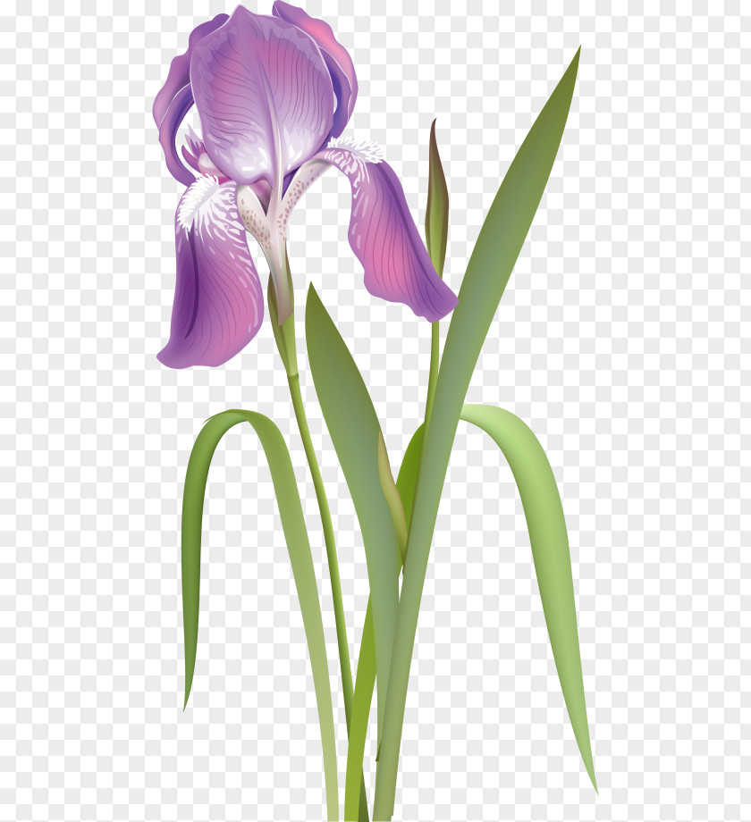 Orris Root Irises Cut Flowers Purple White PNG