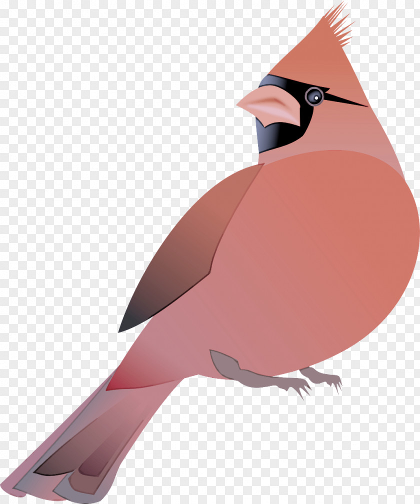Perching Bird Songbird Beak PNG