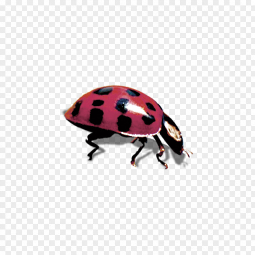 Seven Star Ladybug Decorative Patterns Ladybird Beetle Coccinella Septempunctata PNG