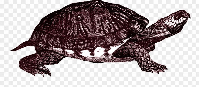 Turtle Box Common Snapping Clip Art PNG