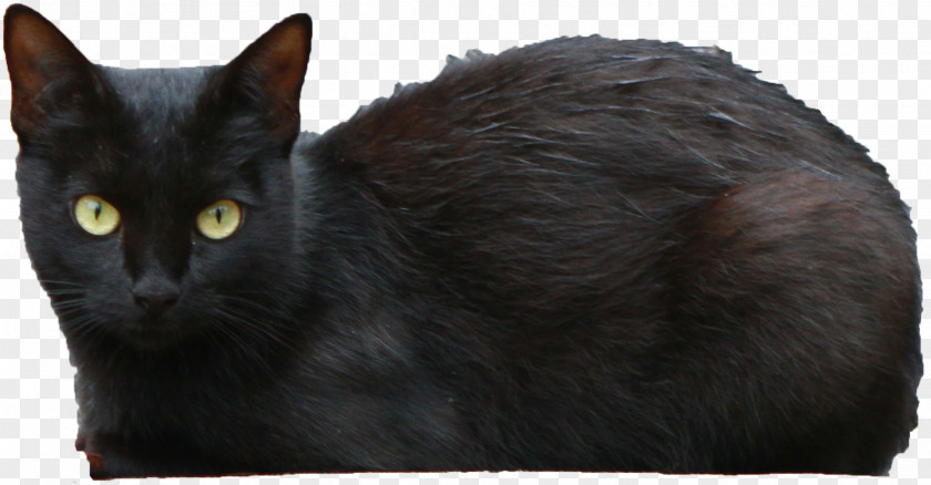 Black Cat Transparent Bombay Persian PNG