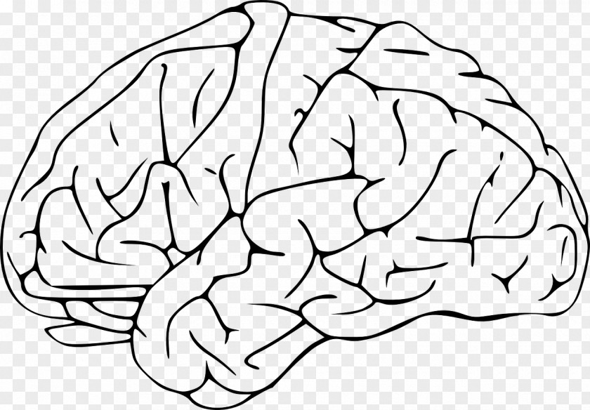 Brain Clip Art PNG