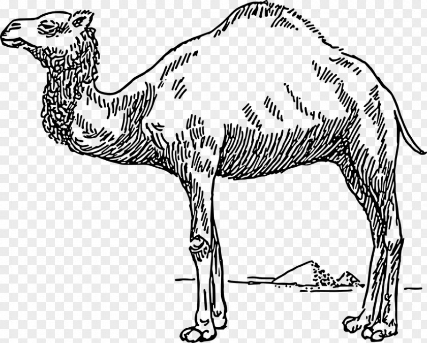 Camel Dromedary Bactrian Drawing Clip Art PNG