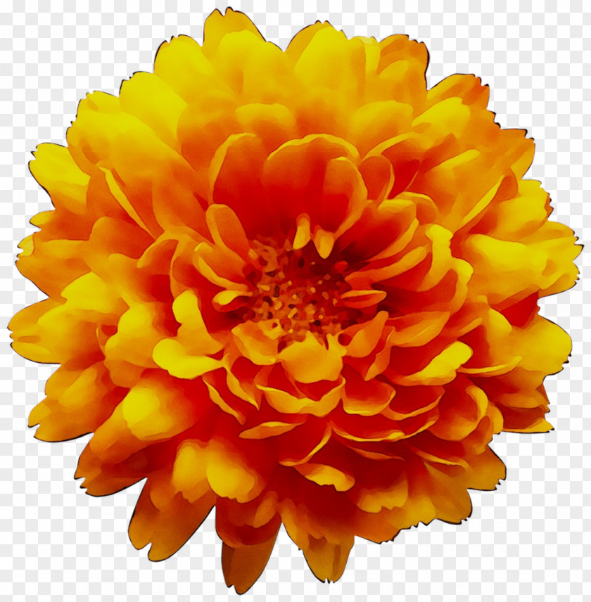 Clip Art Chrysanthemum Transparency Image Flower PNG