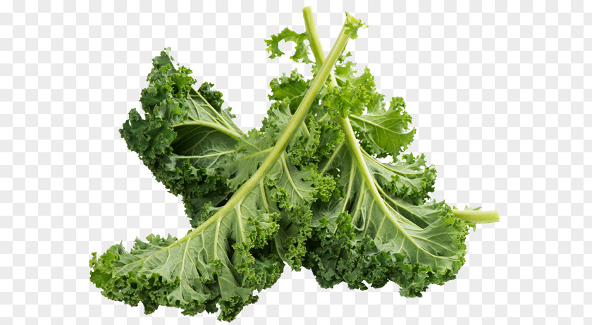 Kale Romaine Lettuce Food Vegetable Calcium PNG