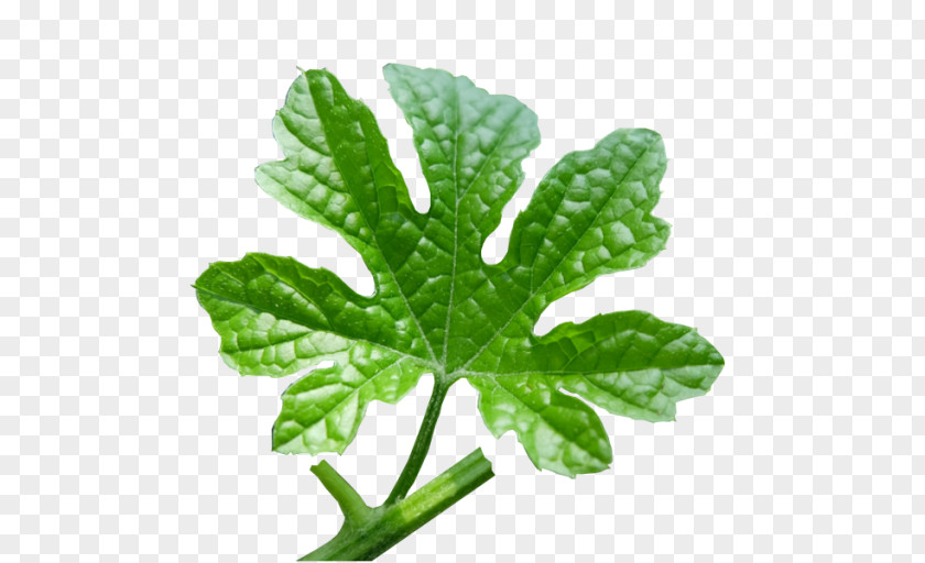 Leaf Vegetable Tree PNG