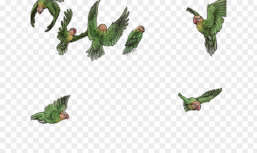 Lovebirds Bird Parrot Beak Feather Animal PNG