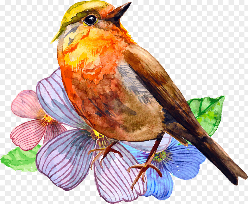 Maine State Flower Bird Watercolor Painting Vector Graphics Drawing Illustration PNG