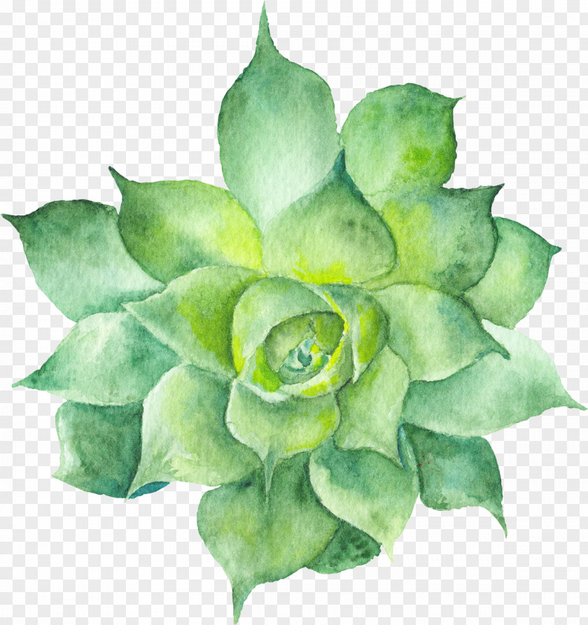 Painting Succulent Plant Watercolor Botanical Illustration Cactus PNG