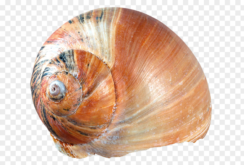 Seashell Cockle Clip Art PNG