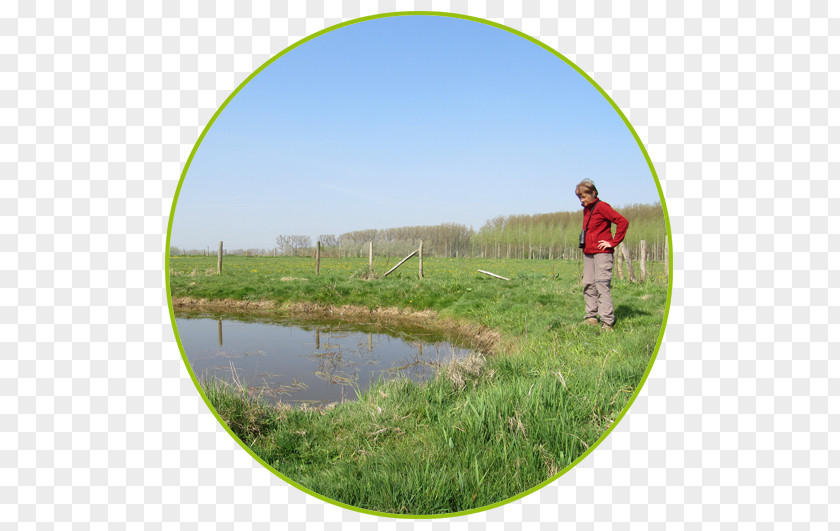 Water Resources Ecosystem Pond Recreation Farm PNG