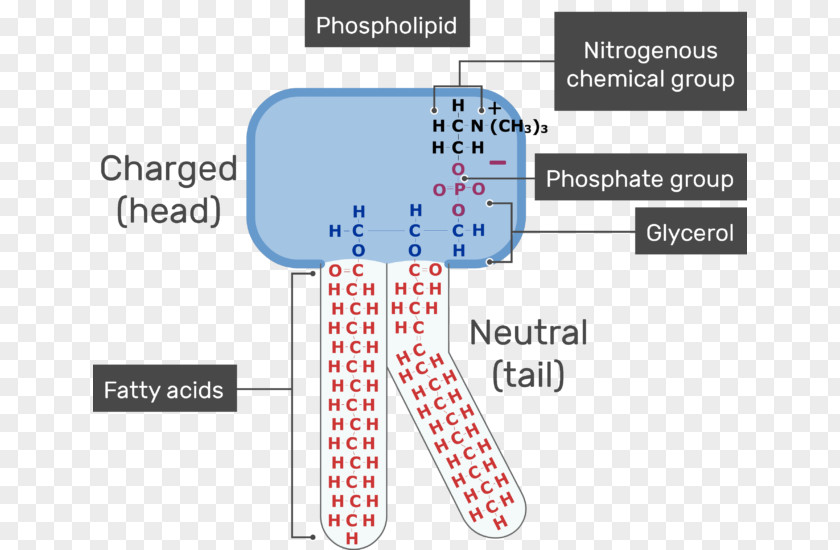 Cell Membrane Lipid Bilayer Phospholipid Biological PNG
