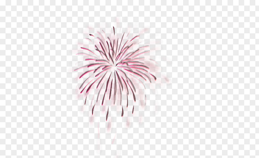 Fireworks Pink Line Event Plant PNG