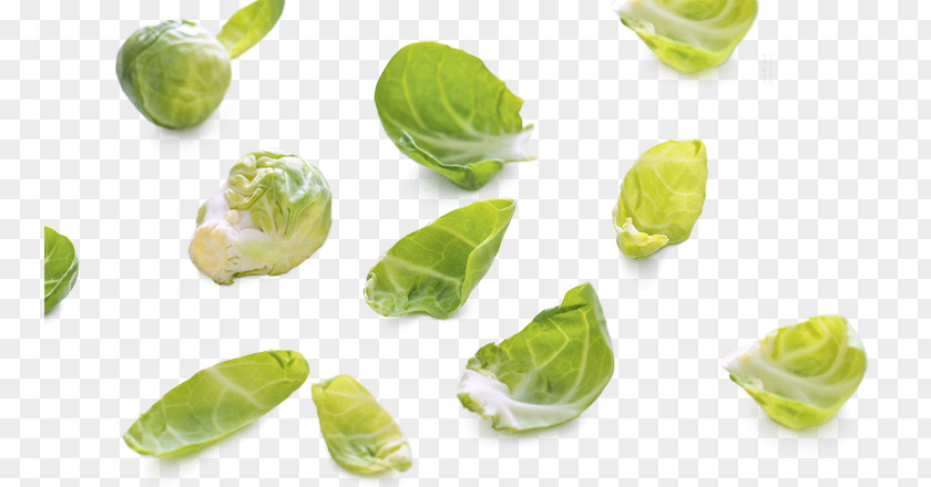 Fresh Cabbage Red Vegetable PNG