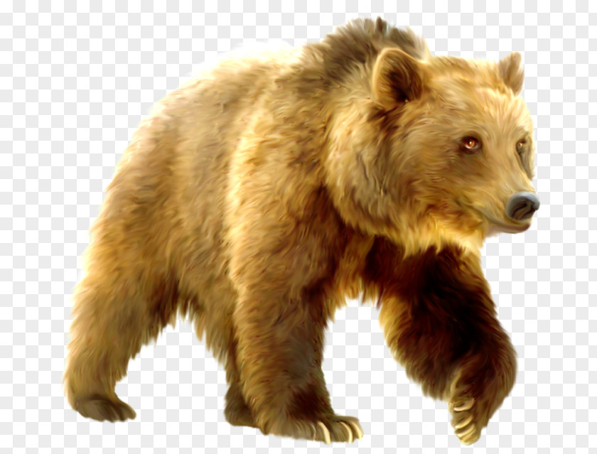 Grizzly Bear Яндекс.Фотки Download PNG
