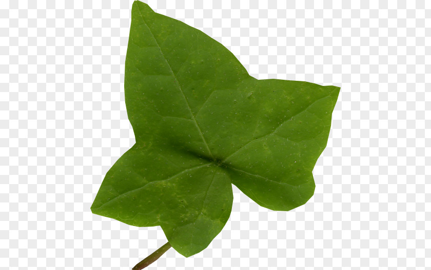 Ivy Leaf Common Araliaceae Vine PNG