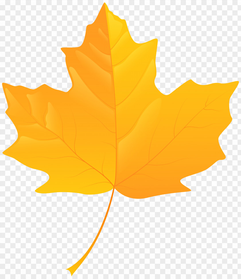 Leaf Watercolor Yellow Autumn Color Clip Art PNG
