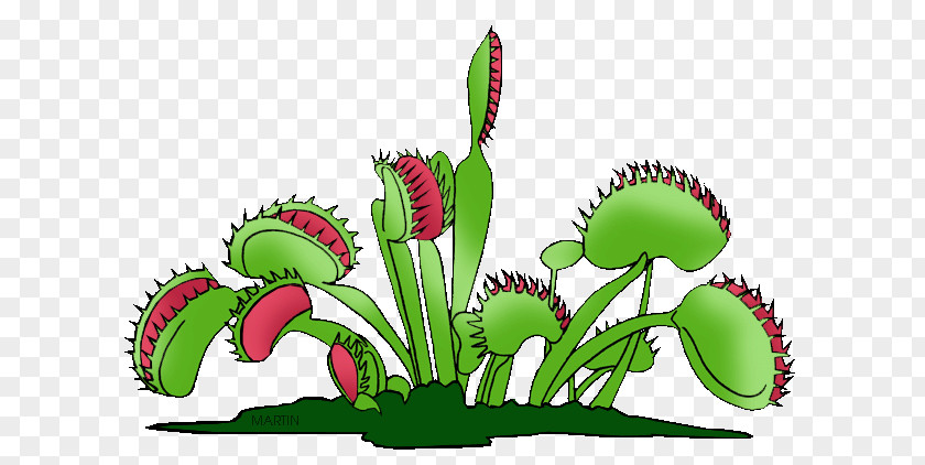 Plant Venus Flytrap Carnivorous Clip Art PNG