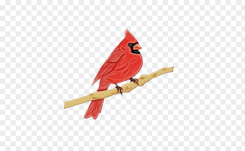 Wing Branch Bird Cardinal Northern Beak Songbird PNG