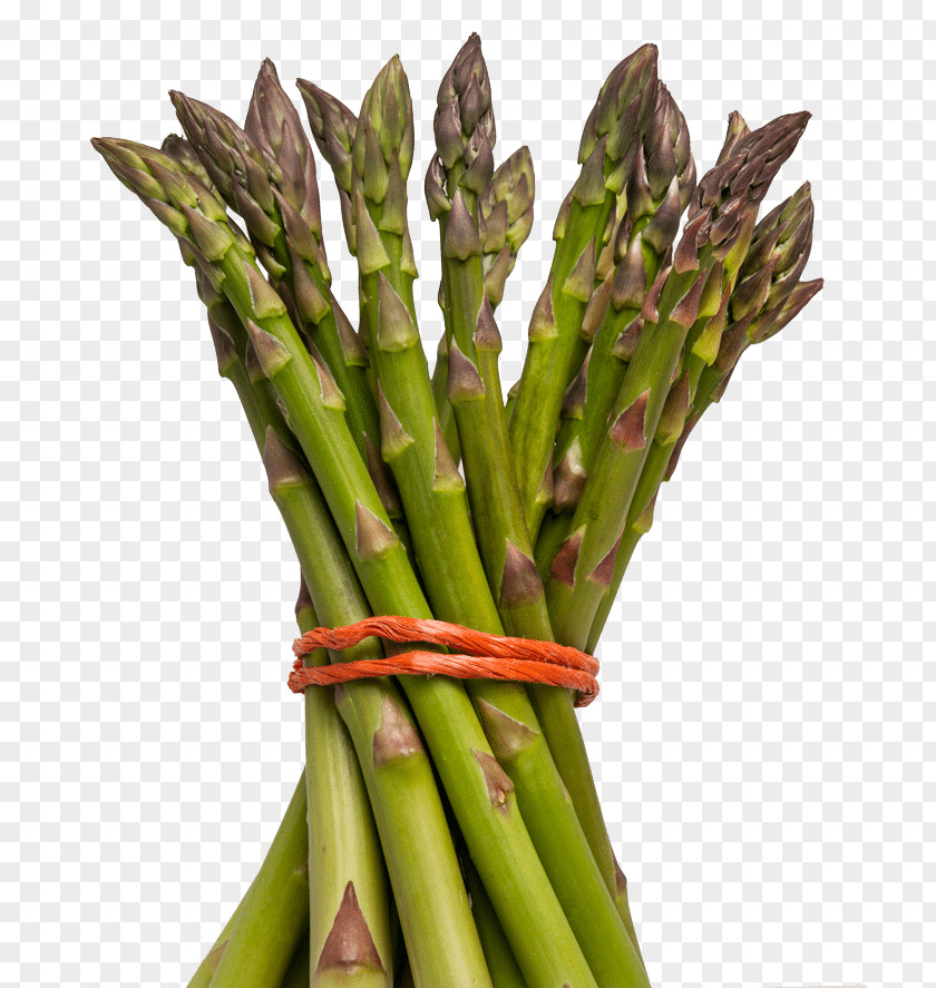Asparagus Falcatus Seed Vegetarian Cuisine Herb Soil PNG