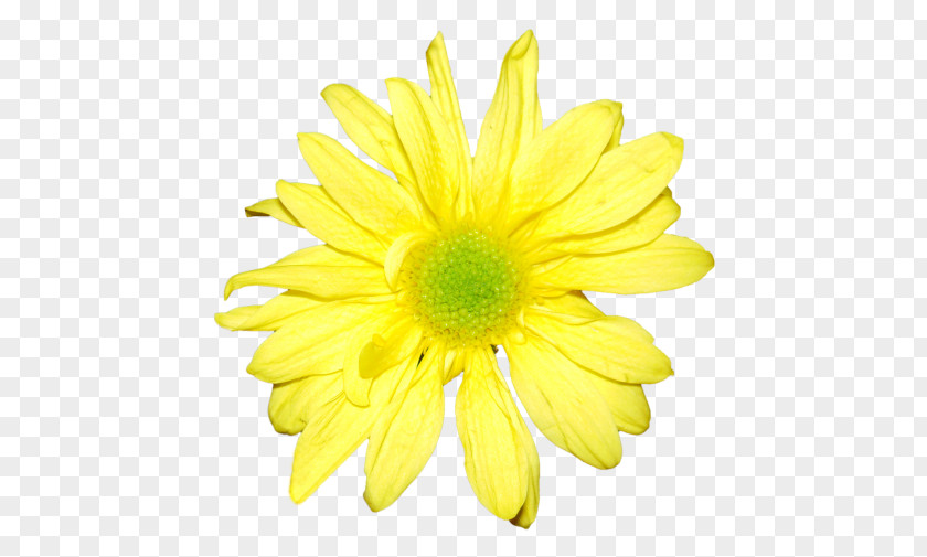 Chrysanthemum Yellow Flower Petal PNG