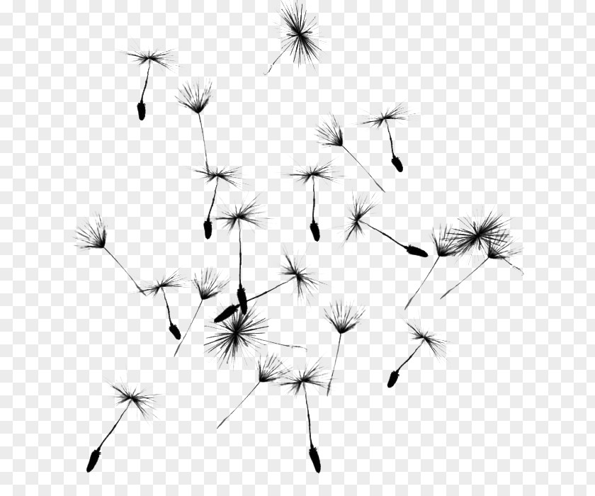 Design Taraxacum Platycarpum Line Art PNG