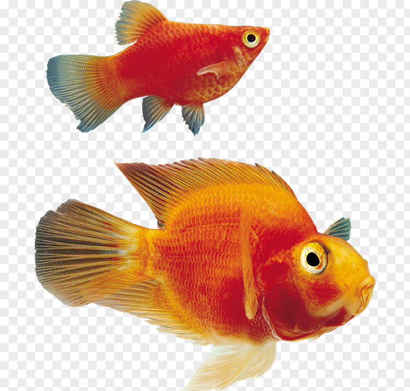 Fish Goldfish Ornamental Clip Art PNG