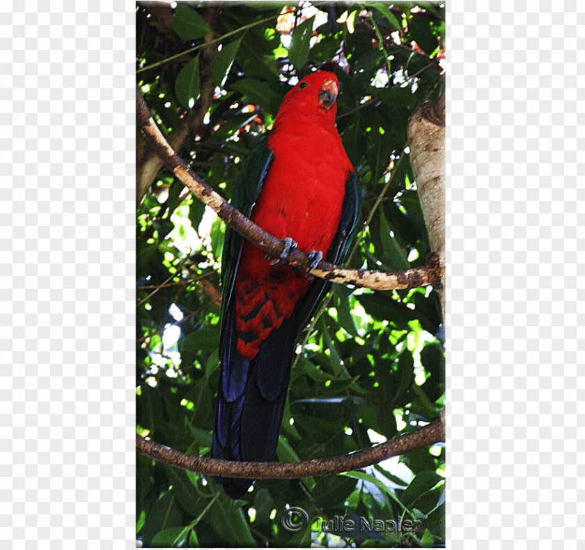 Parrot Bird Macaw Lories And Lorikeets Rainbow Lorikeet PNG
