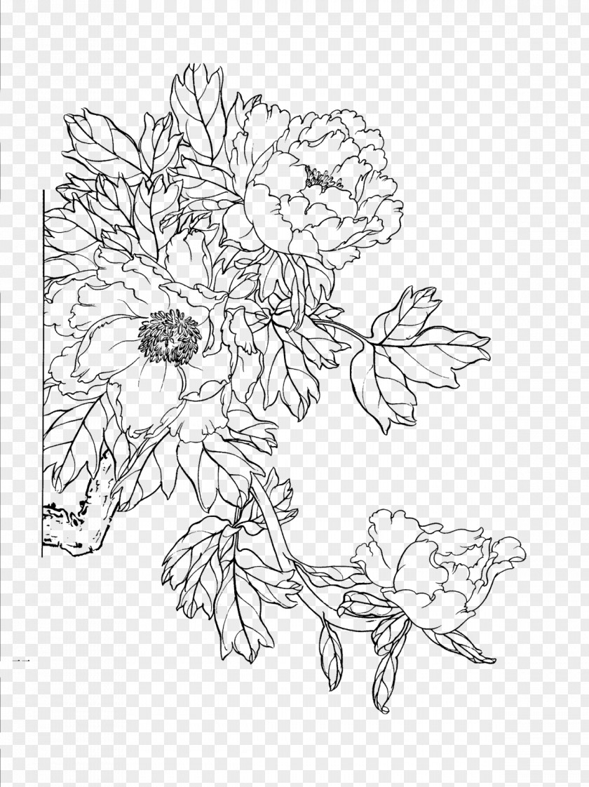 Peony Artwork Line Drawing Moutan Download Floral Design PNG