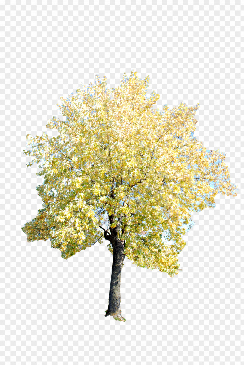 Tree Twig Ginkgo Biloba PNG