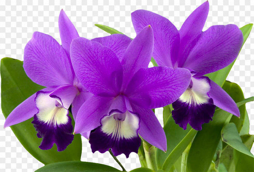 Violet Orchids Flower Cymbidium Ensifolium PNG