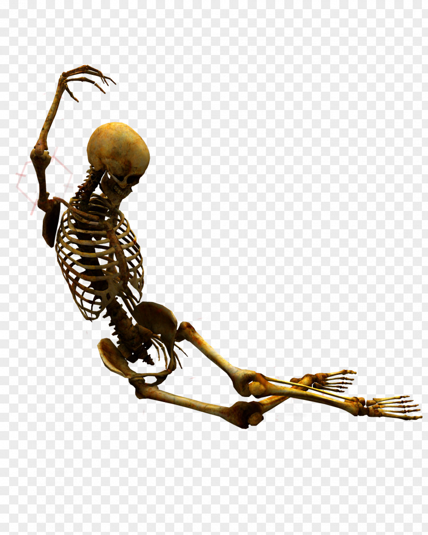 Women Bone Human SkeletonSkeleton Skeleton At The 2018 Winter Olympics PNG