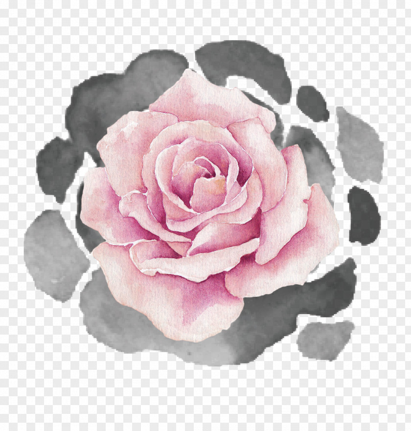 Abuelito Filigree Garden Roses Cabbage Rose Floribunda Petal PNG