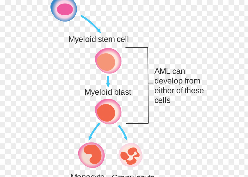 Blood White Cell Acute Myeloid Leukemia PNG