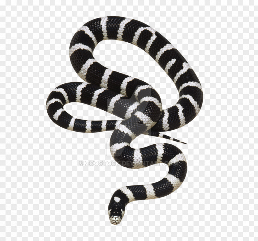 California Transparent Snake PNG