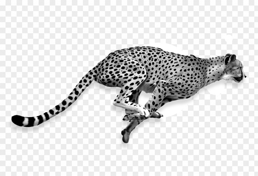 Cheetah Lion Cat Jaguar PNG