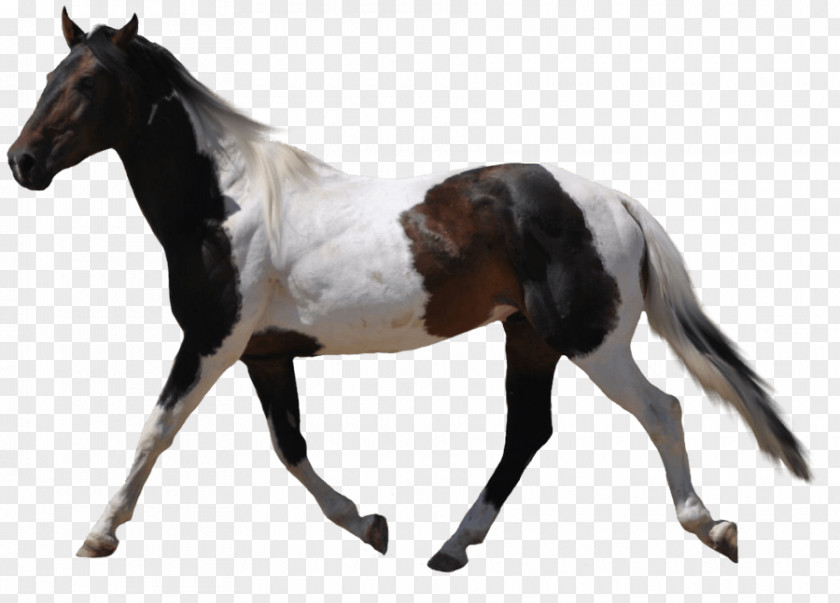Horse Image Clip Art PNG