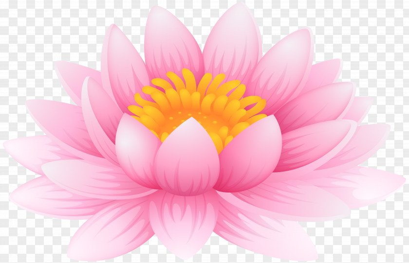 Water Lily Clip Art Image File Formats Lossless Compression PNG