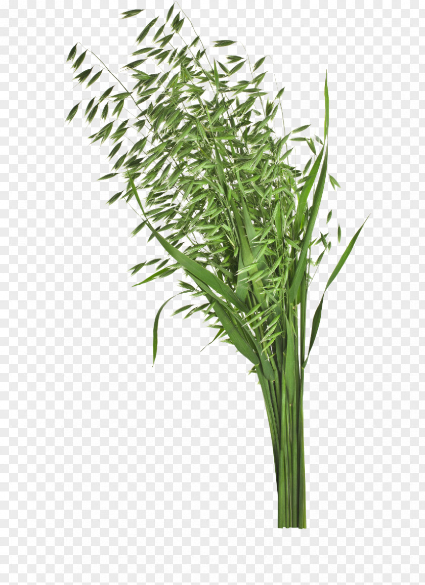 Wheat Stock Photography Clip Art Image Oat PNG