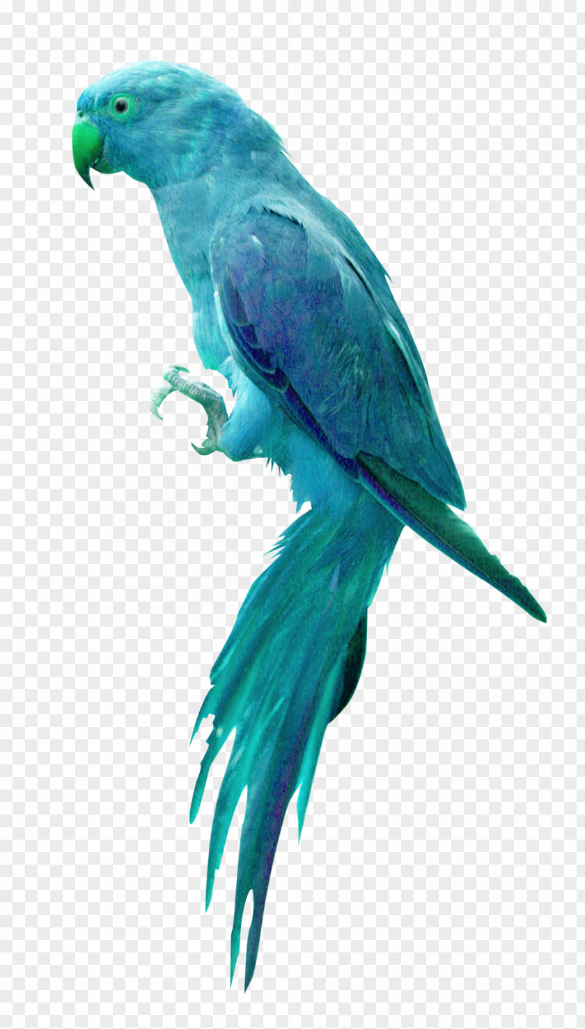 Blue Parrot Bird Clip Art PNG