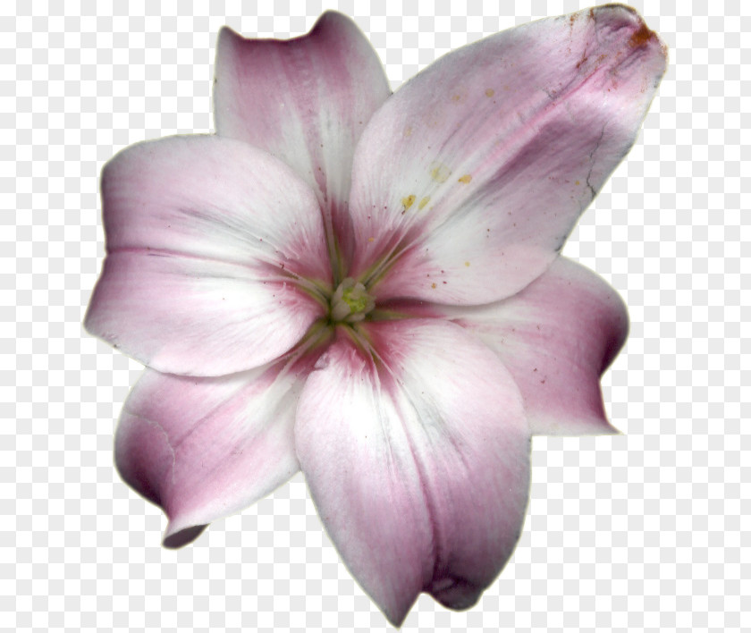 Lilium DeviantArt Painting Flower PNG