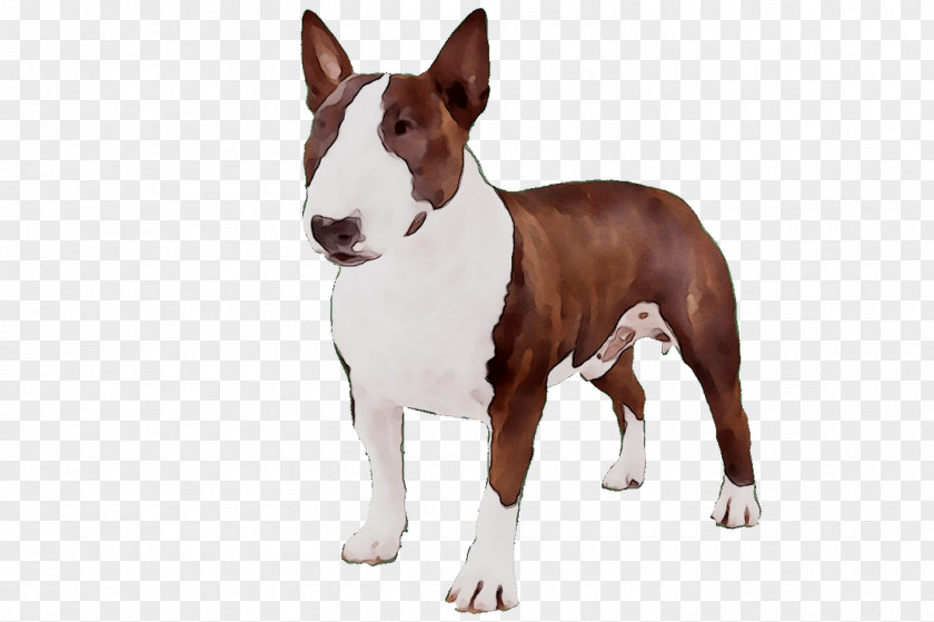 Miniature Bull Terrier And Dog Breed American Pit PNG