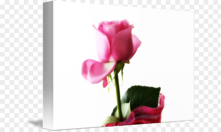 Rose Garden Roses Floral Design Cut Flowers PNG