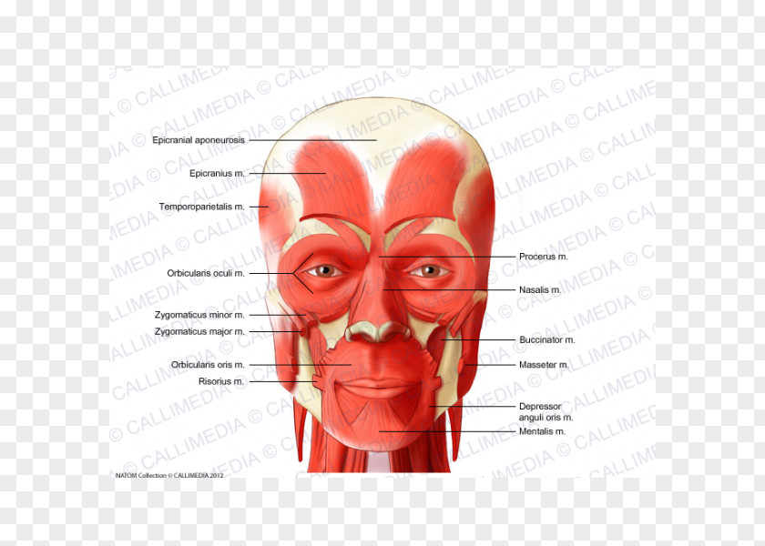 Zygomaticus Major Muscle Anterior Triangle Of The Neck Muscular System PNG
