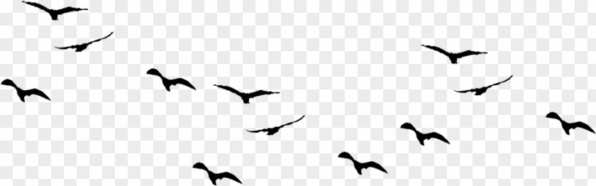 Bird Flying Clipart Clip Art Vector Graphics Gulls PNG